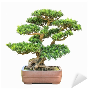 Elm (400x400)
