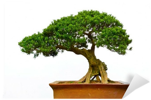 Different Types Bonsai Trees (400x400)
