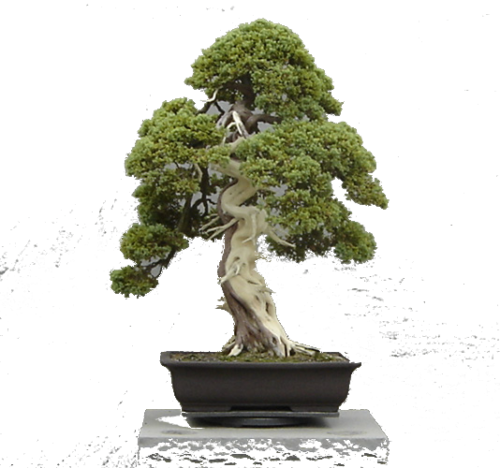 Bonsai Trees (500x468)