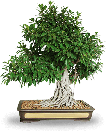 Professional Services - Bonsai (363x425)