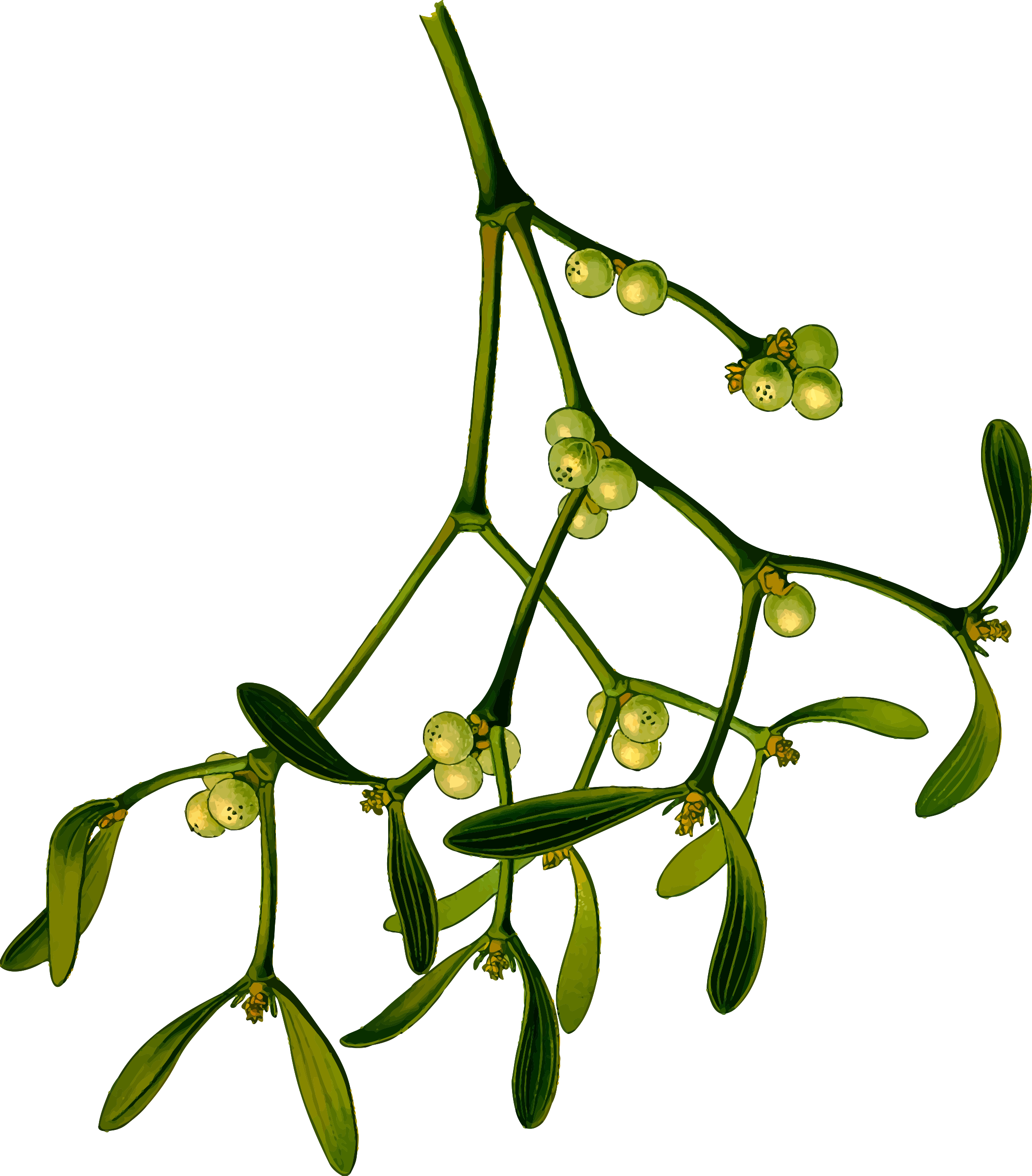 Big Image - Mistletoe Clipart (2106x2400)
