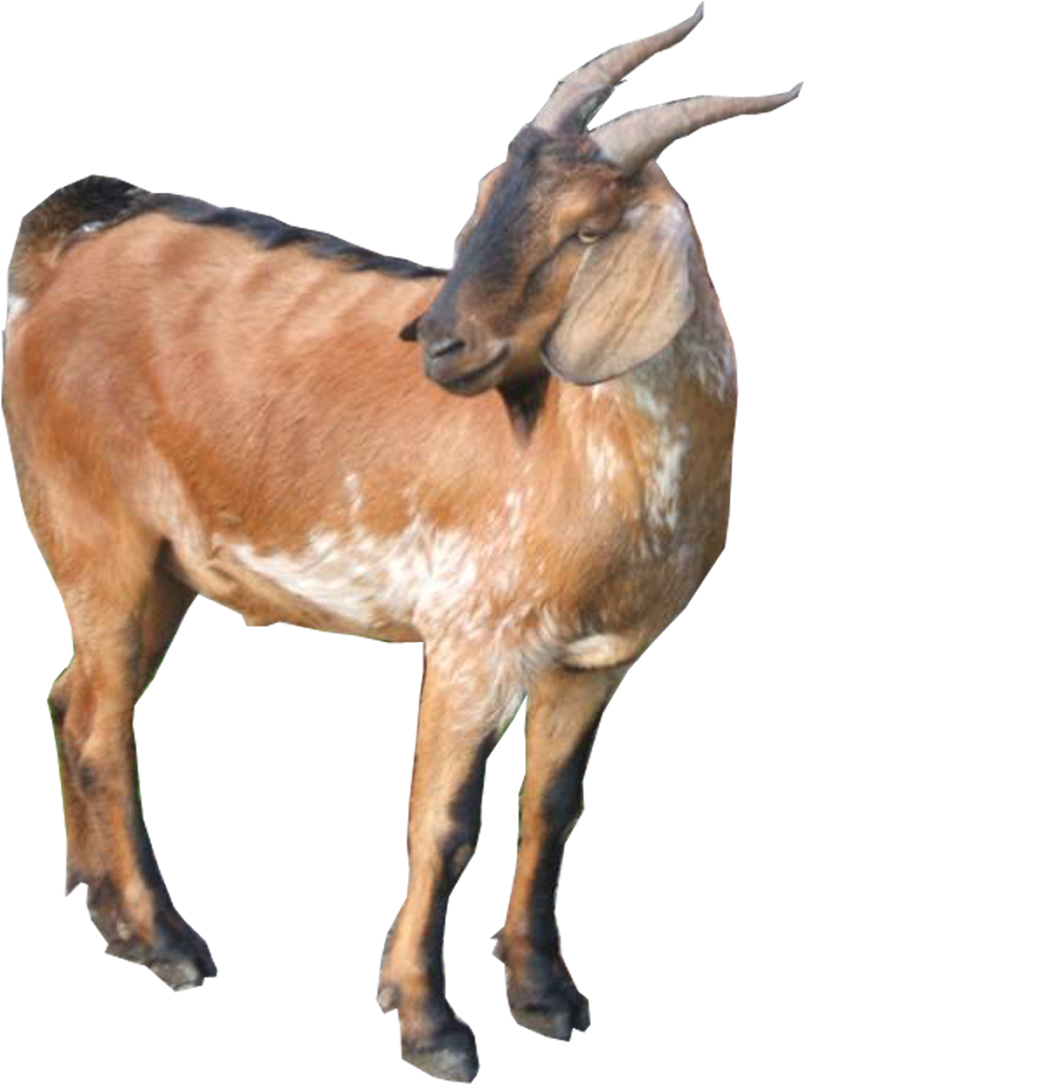 Central Java Goat Javanese People Humour Laughter - Goat (1600x1130)