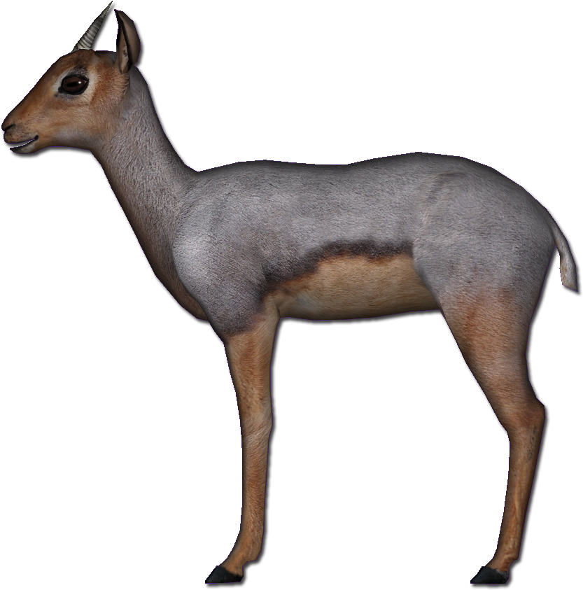 Beira Antelope - Beira Antelope (842x842)