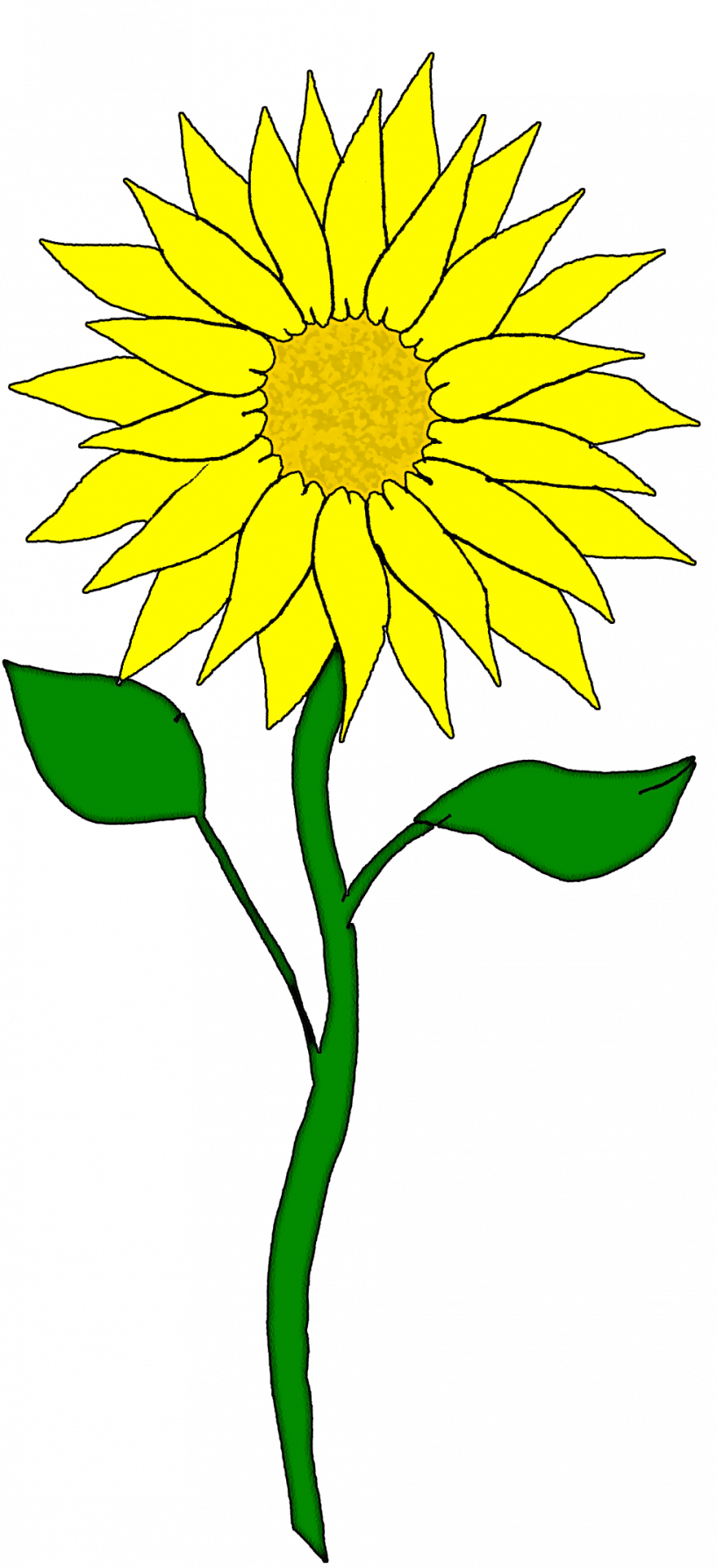Sunflower Clipart (817x1787)