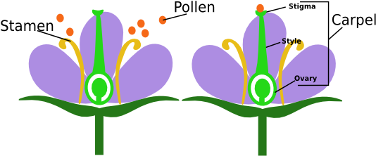Plants - Miss Commins - Angiosperm Definition (541x235)