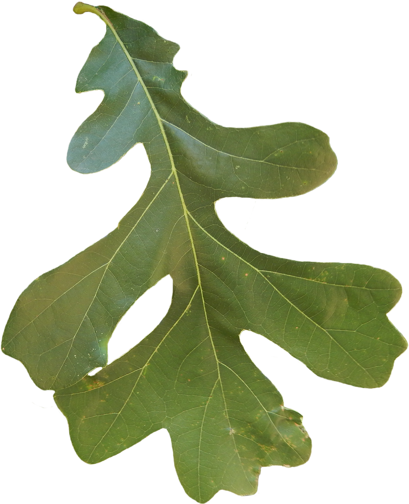 Bur-oak - Mossy Cup Oak (1500x1747)