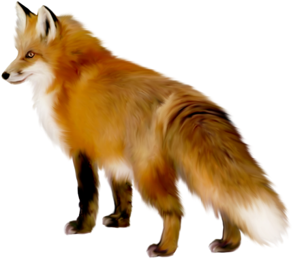 Яндекс - Фотки - Transparent Fox (600x525)