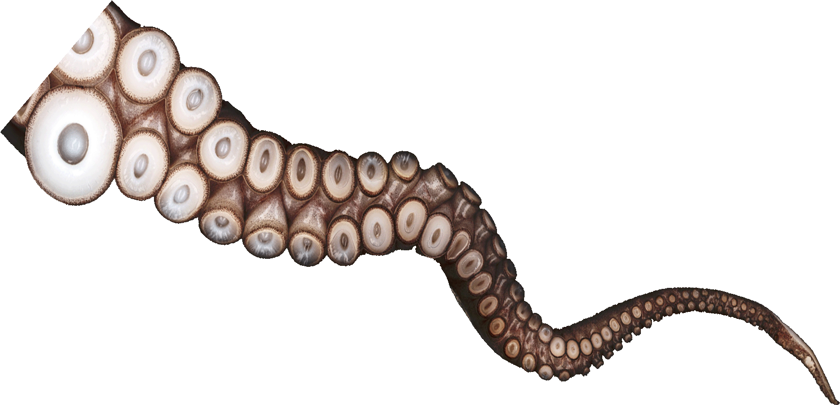 Haunted House Gta - Octopus Tentacles (1920x1200)