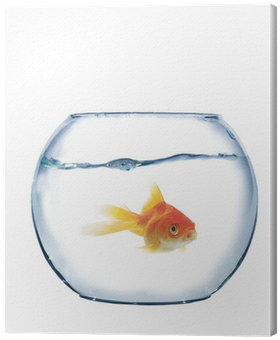 Aquarium (400x400)