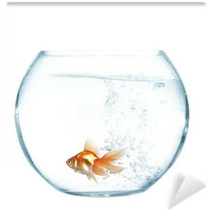 Aquarium (400x400)