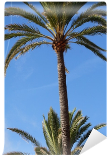 Palma De Mallorca - Date Palm (400x400)