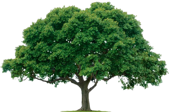 The Open Window - Tree Png (659x437)