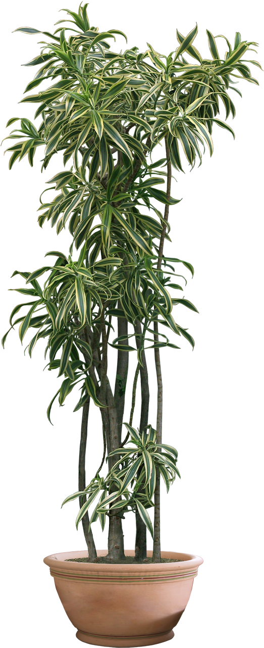 Plant Png Transparent Background (600x1320)