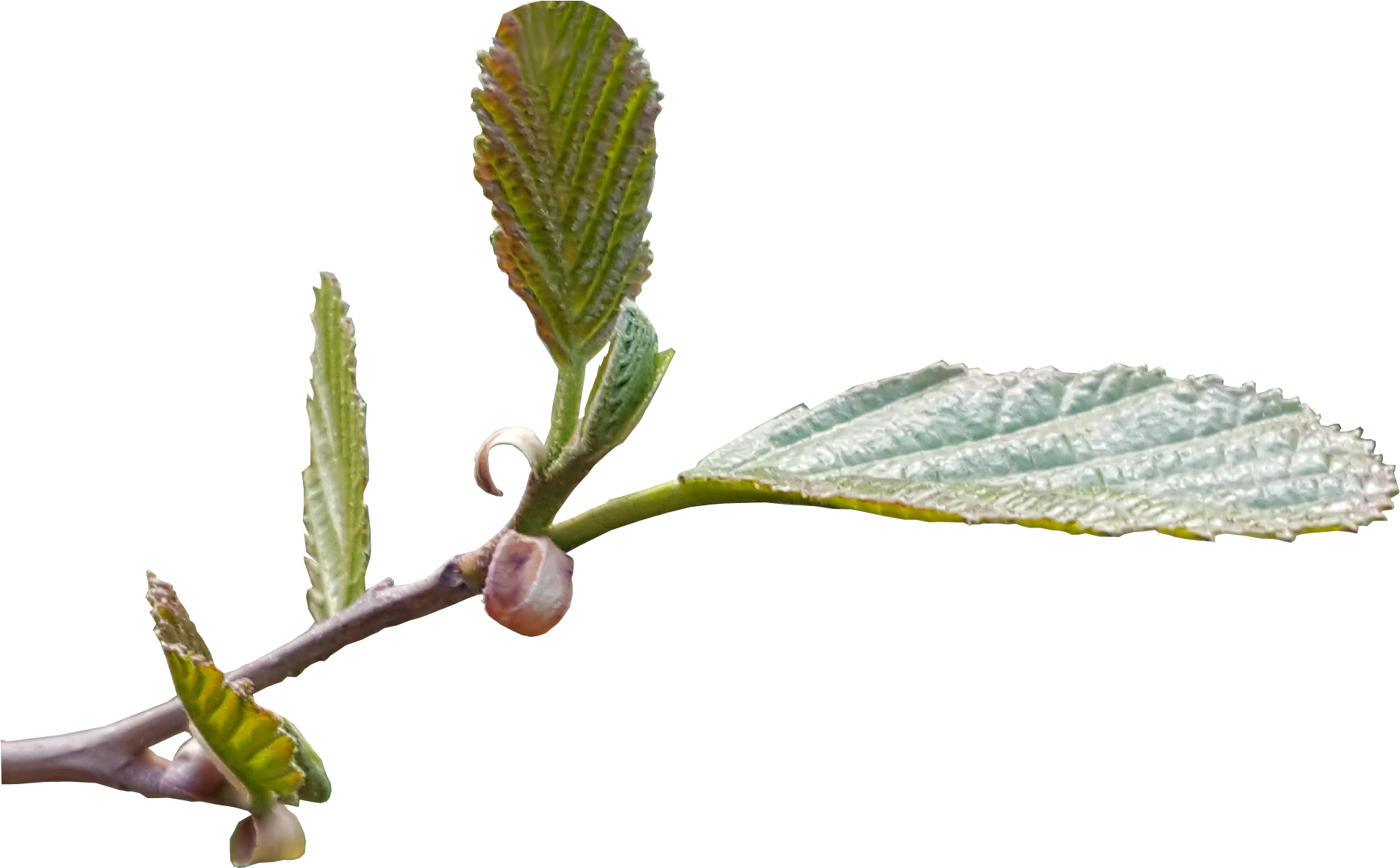 Flower Leaves No Background (1942x1250)