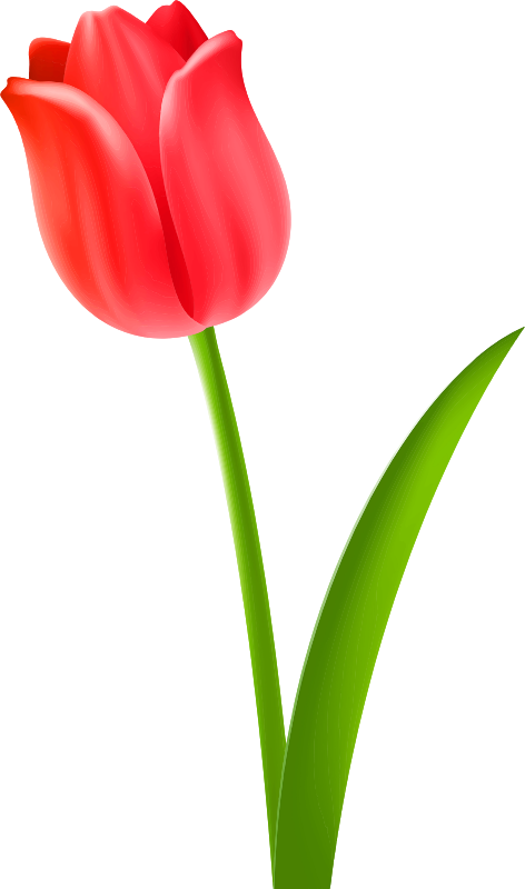 Red Office - Tulip Clipart (472x800)