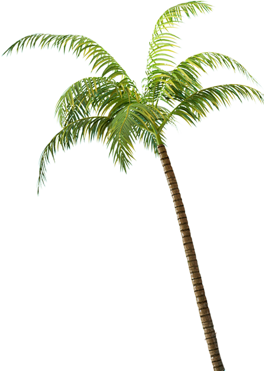 야자수 - Attalea Speciosa (515x722)