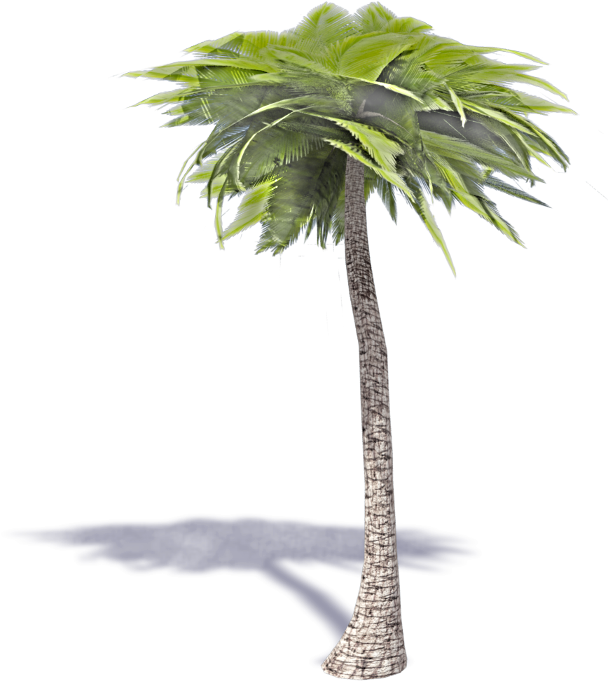Palmera Axonometrica (1000x1000)
