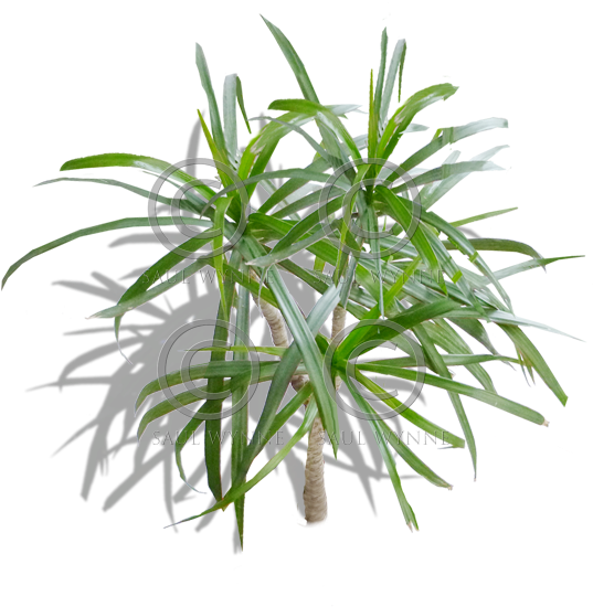 Palm Tree 2 Transparent Token - Houseplant (560x560)