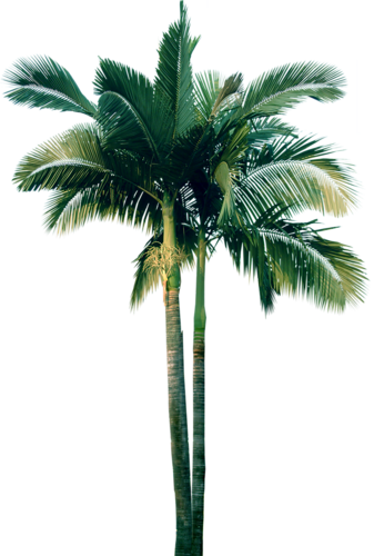 Palm - Transparent Palm Tree (337x500)