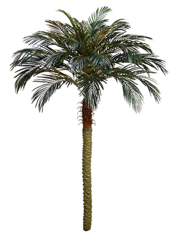 7' Phoenix Palm Tree - Attalea Speciosa (800x800)