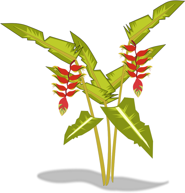 Heliconia Png (800x800)