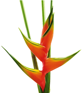 Heliconia Png (400x400)