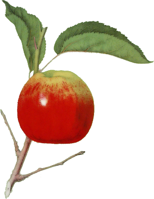 Rose Hip (311x400)