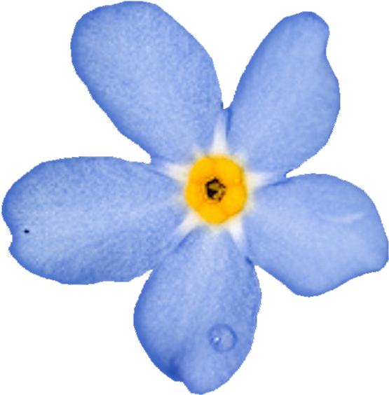 Forget Me Nots - Незабудка Пнг (568x584)