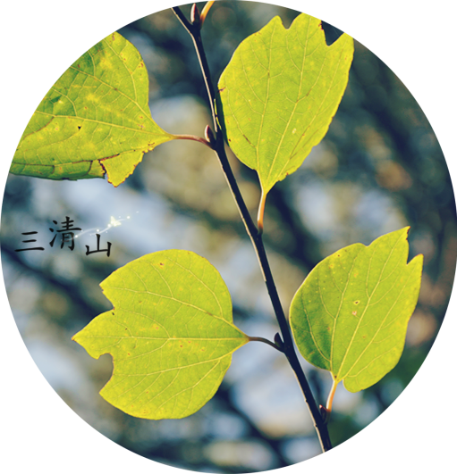 初秋的色彩，很丰富！ - American Aspen (511x531)