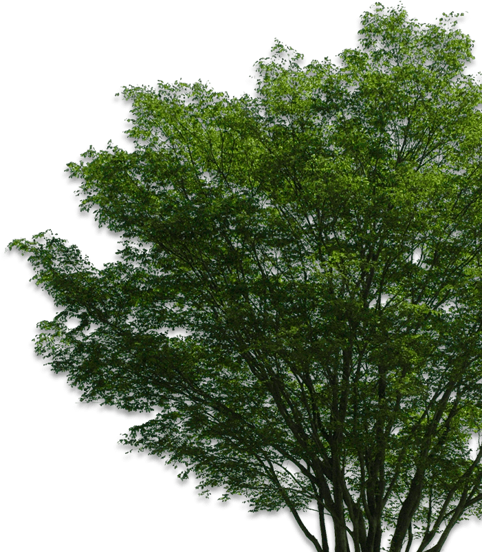 Tree Png (714x822)