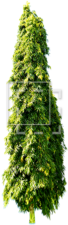 Cutout People, Trees - Architectural Rendering (450x450)
