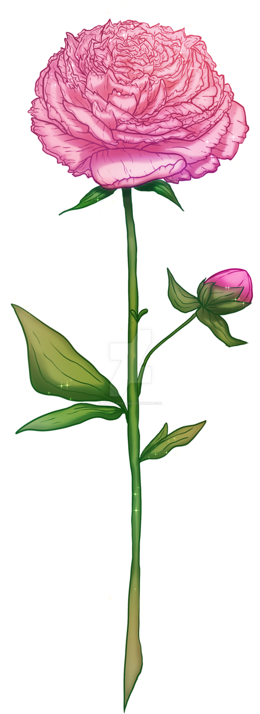 Peony By Akane-chaan - Common Peony (547x1459)