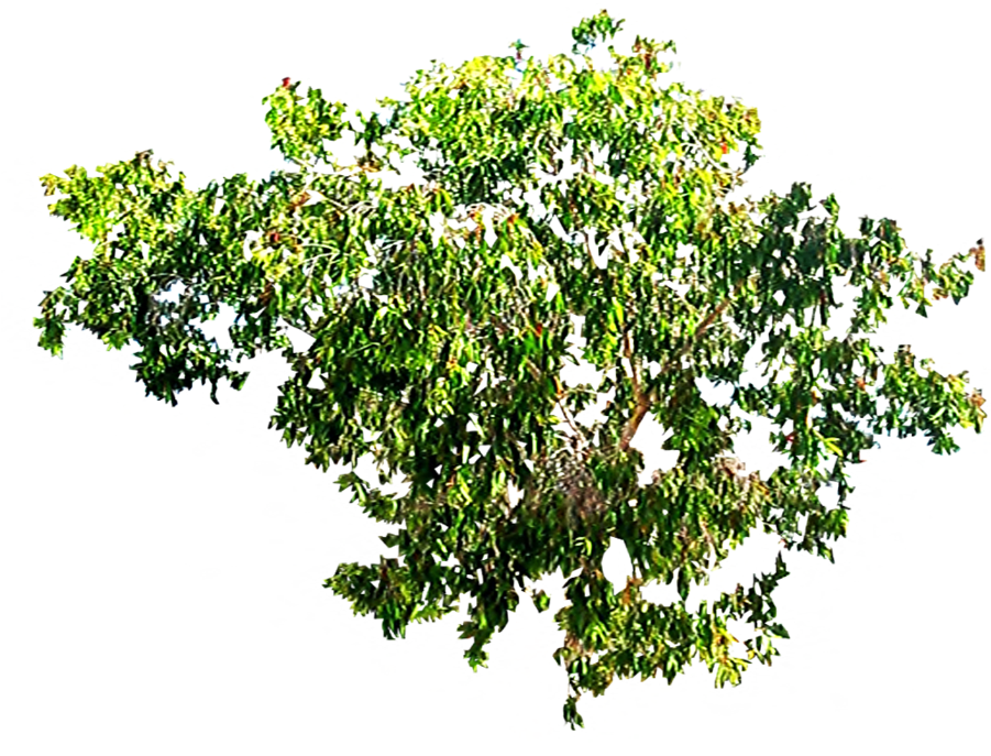 Tree Top View P Source - Tree Canopy Png (900x900)