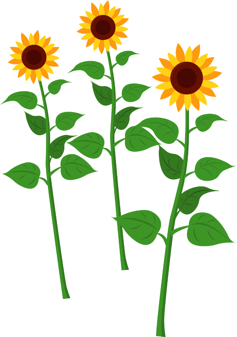 Sunflowers - Street (1080x1080)