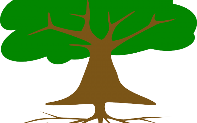 Our Experts, Your Roots - Root (800x500)