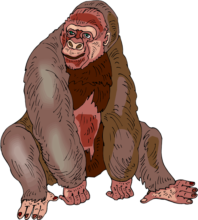 Image - Western Gorilla (669x750)