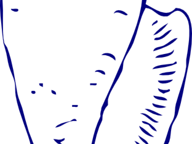 Shell Clipart Ocean Shell - Seashell Clip Art (640x480)