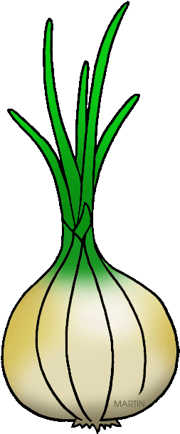 Georgia State Vegetable - Clip Art (313x648)