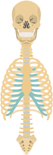 1 - Rib Cage (550x550)