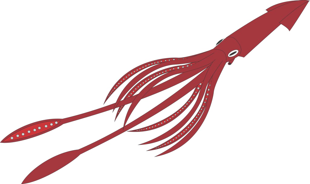 Giant Squid Transparent Background - Squid Transparent Background (1024x608)