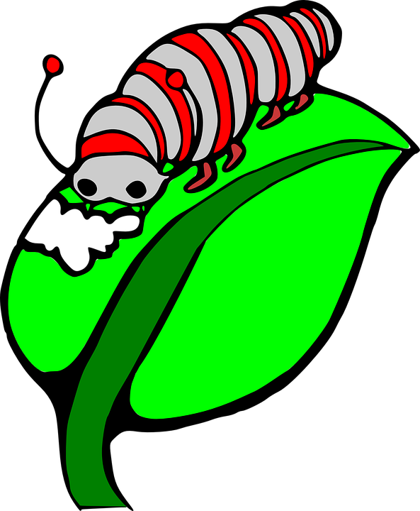 Eating Worm, Leaf, Caterpillar, Bug, Colored, Insect, - Silk Worm Clipart (593x720)