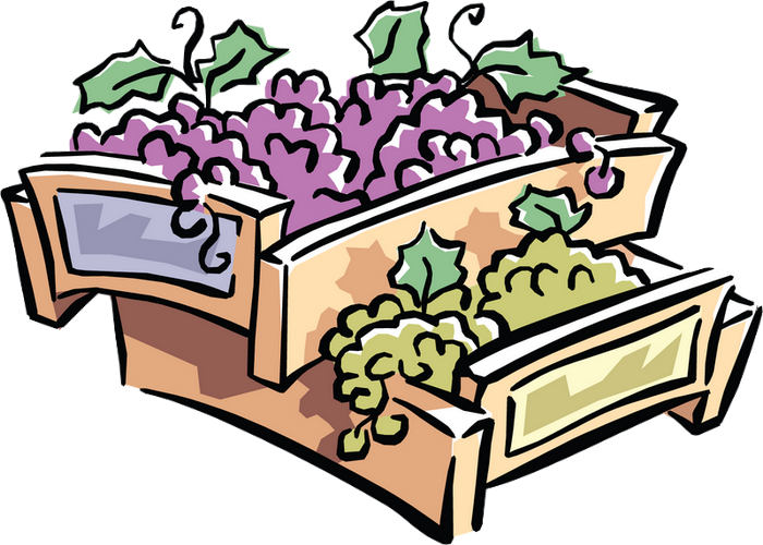 Grape (700x500)