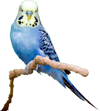 Aviary Building - Budgies Transparent (345x380)