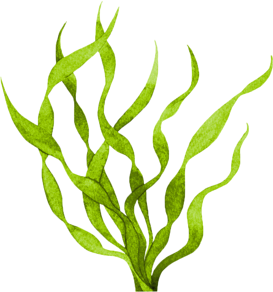 Algae Clipart Transparent - Seaweed (1024x1024)