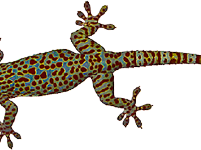 Cicak Di Dinding (640x480)