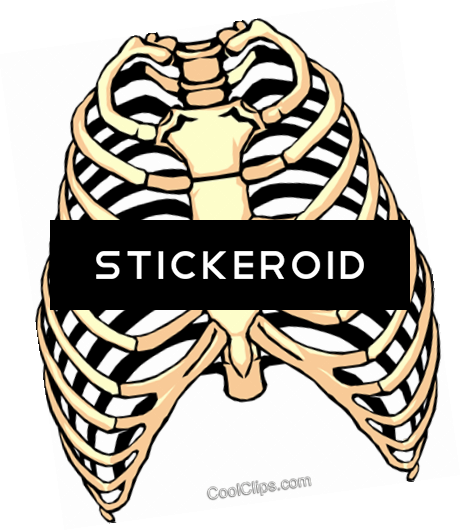 Rib Cage - Human Rib Cage (461x530)