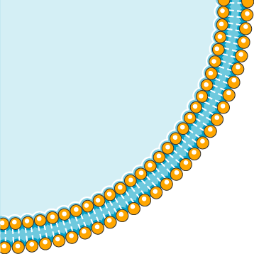 Cell Membrane - Empty Cell Biology (358x358)