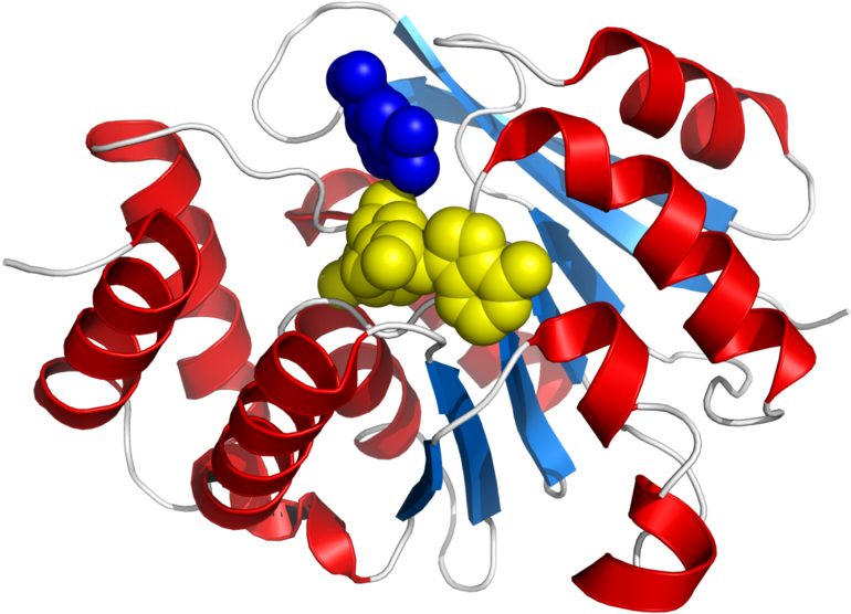 Comt Enzyme Structure - Catechol O Methyltransferase (800x593)