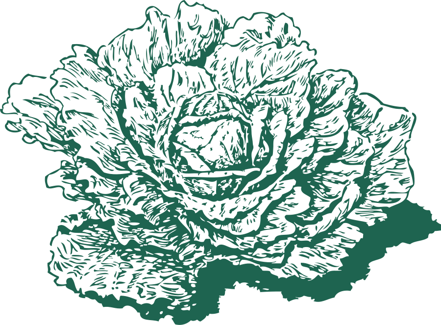 Cabbage - Cabbage (900x663)