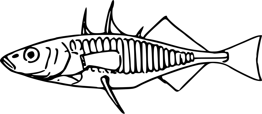 Open - Three Spined Stickleback Drawing (1000x437)